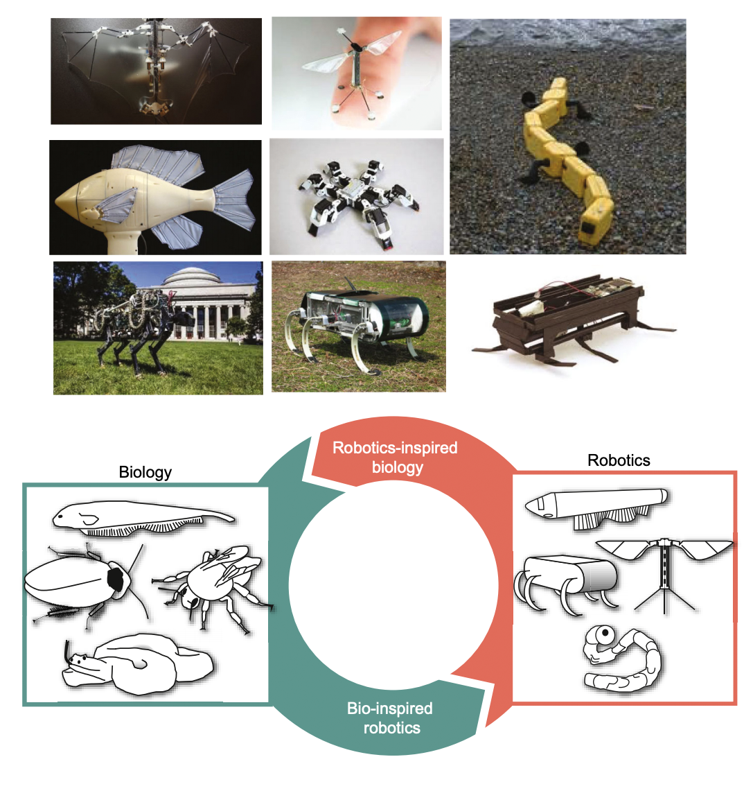 Robotic modelling of snake traversing large, smooth obstacles reveals  stability benefits of body compliance